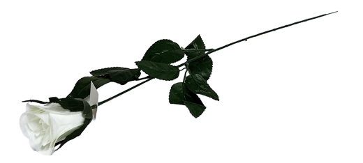 Роза единична прибрана бяла 65 см /10 броя в стек/